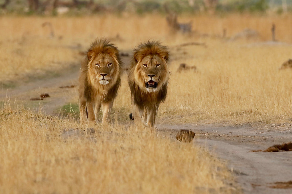 Lion Brothers