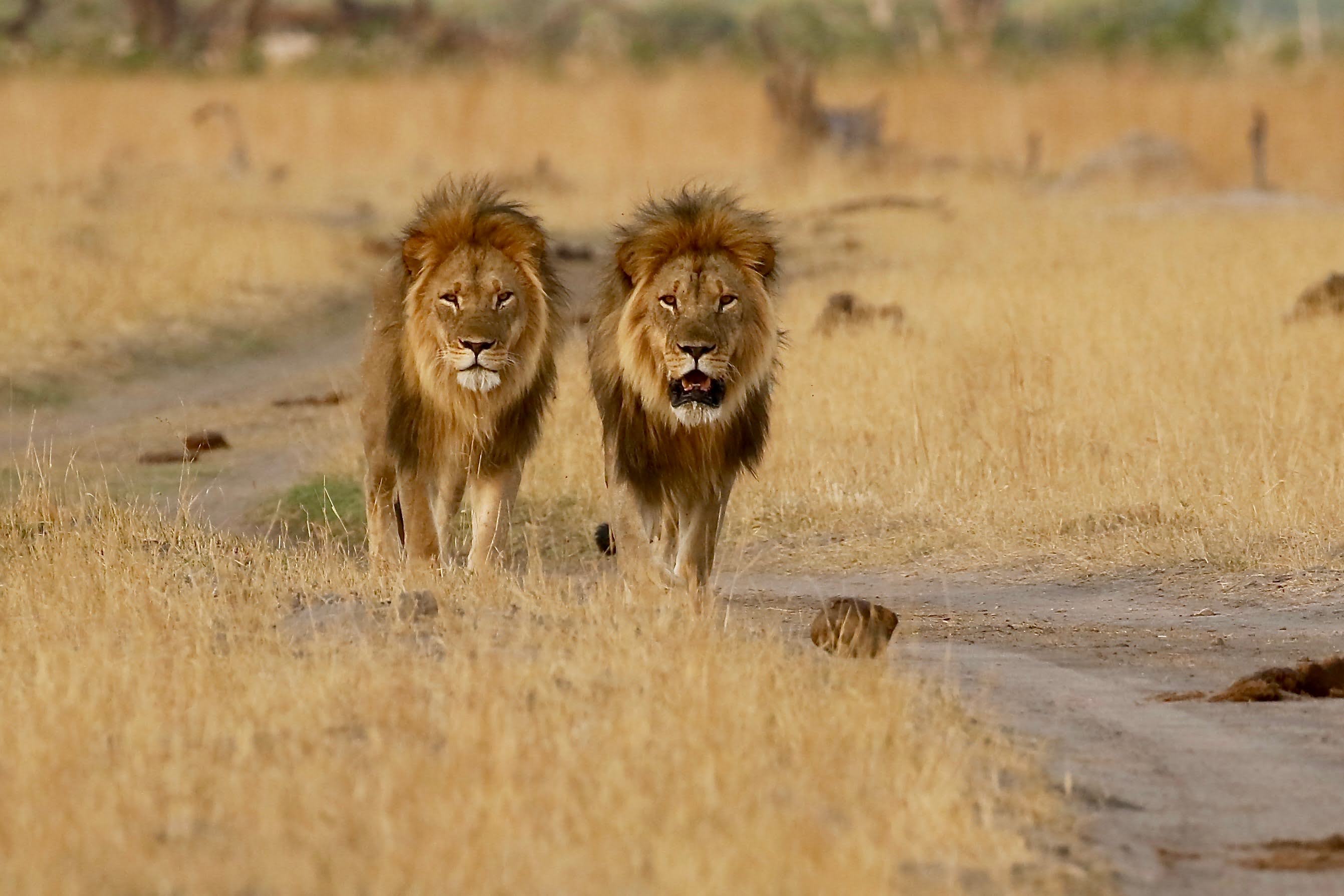 Lion Brothers