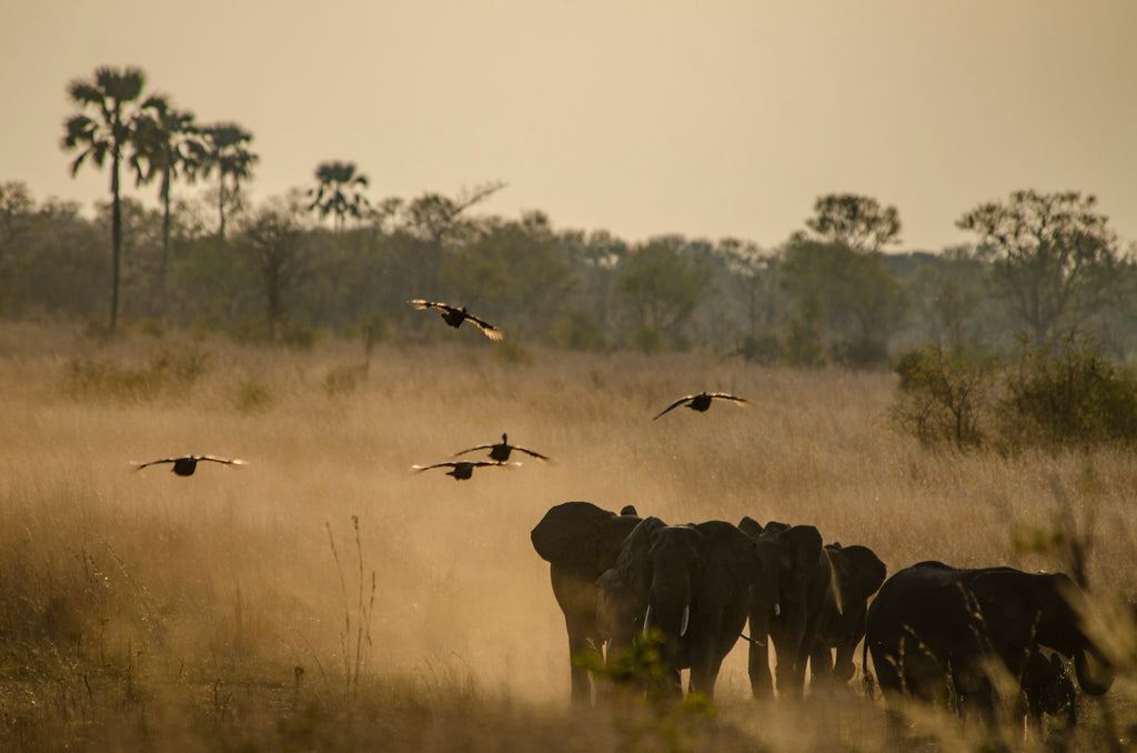 Elephants