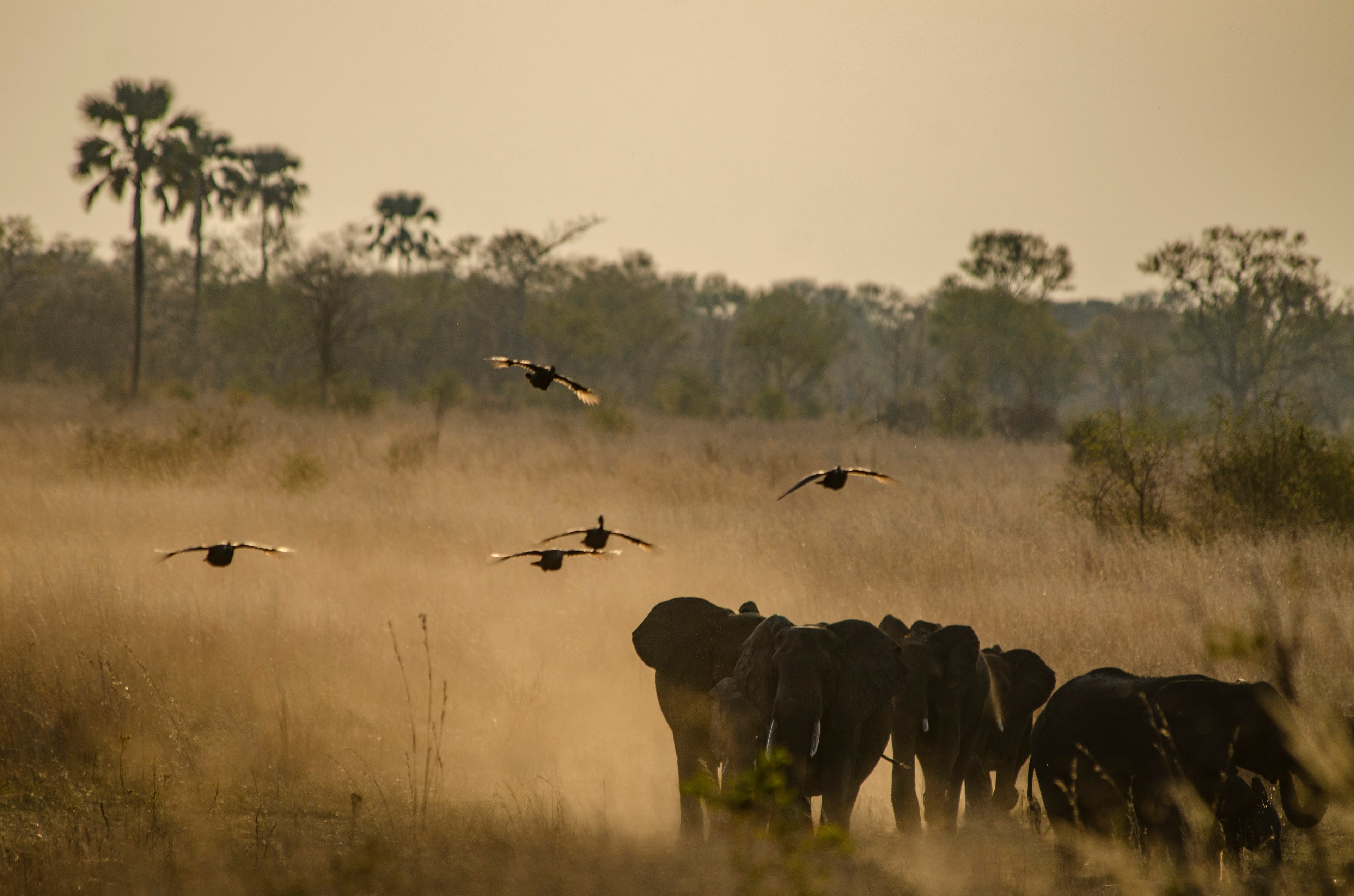 Elephants