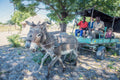 EcoExist Life With Elephants Tour & Eretsha Village Tour