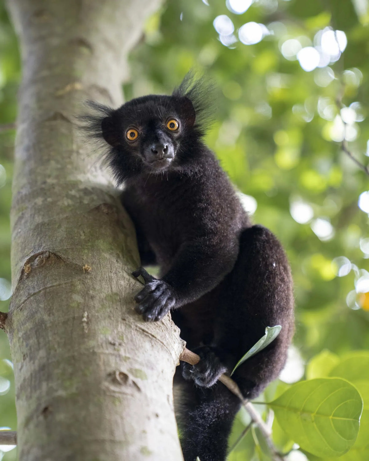 Black Lemur at Time + Tide Tsara Komba, Nosy Komba, Madagascar.