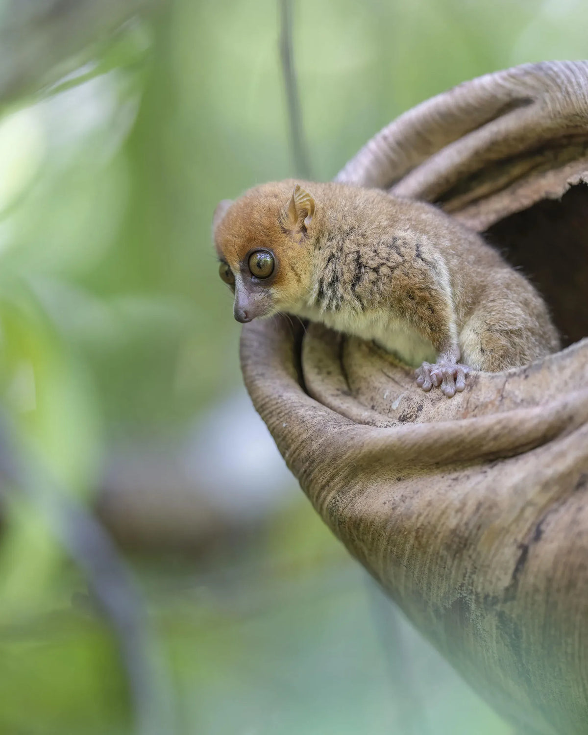 Mouse Lemur at Time + Tide Tsara Komba, Nosy Komba, Madagascar.