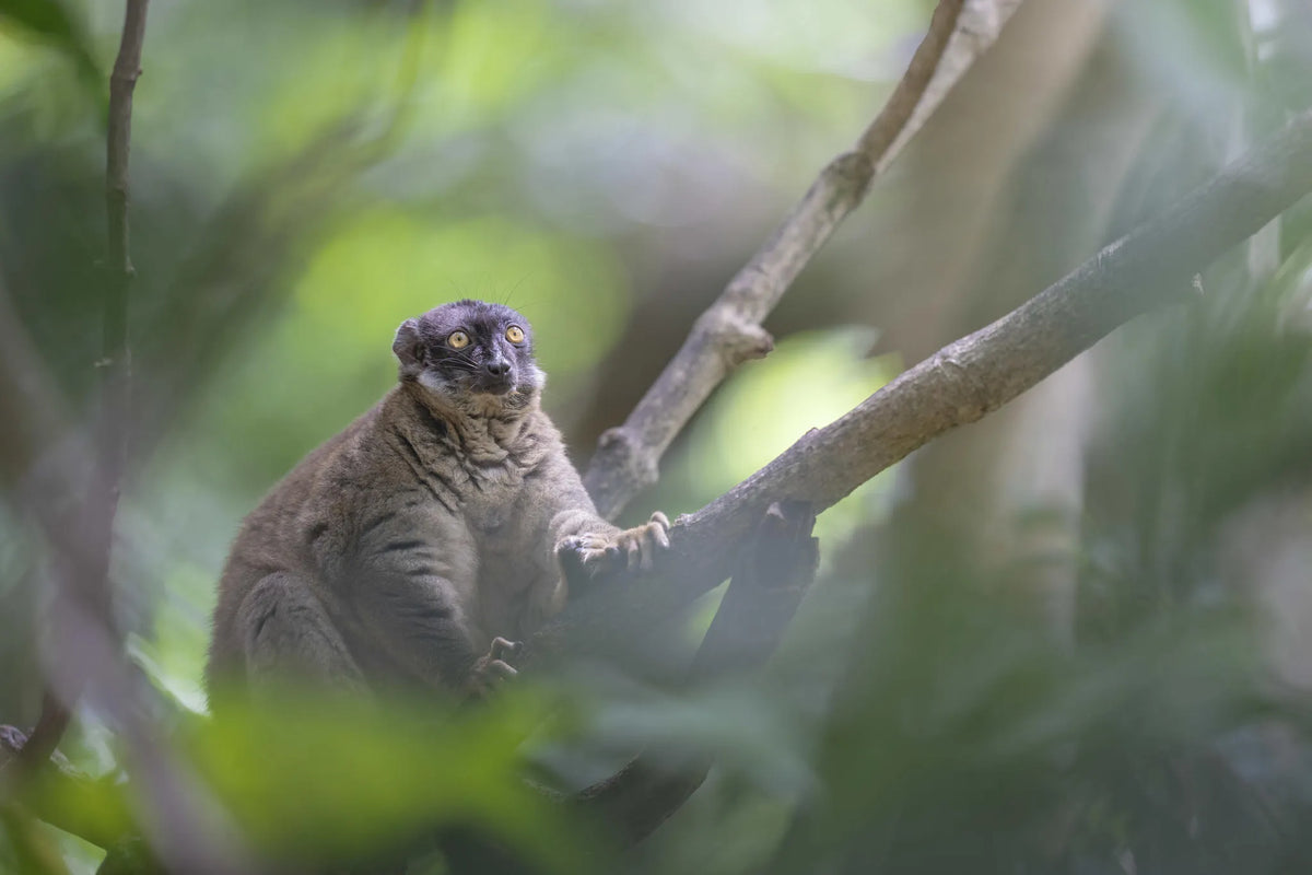 Common Brown Lemur at Time + Tide Tsara Komba, Nosy Komba, Madagascar.