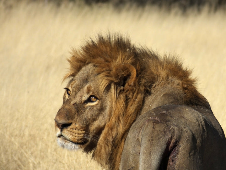 North Island Okavango