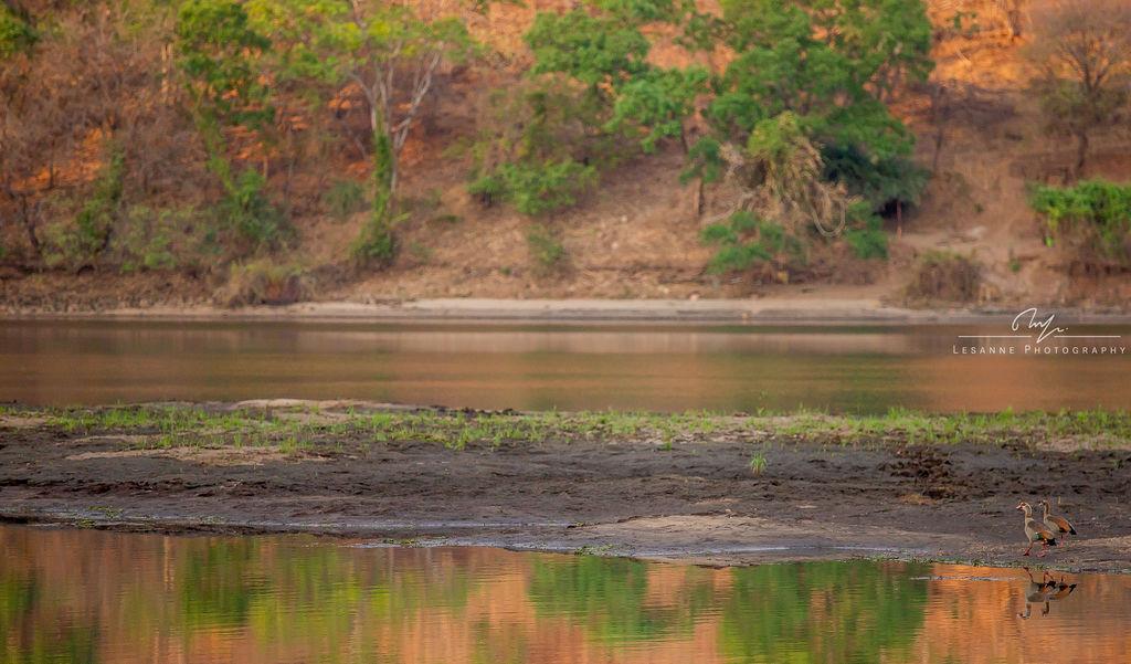 Birding Safari