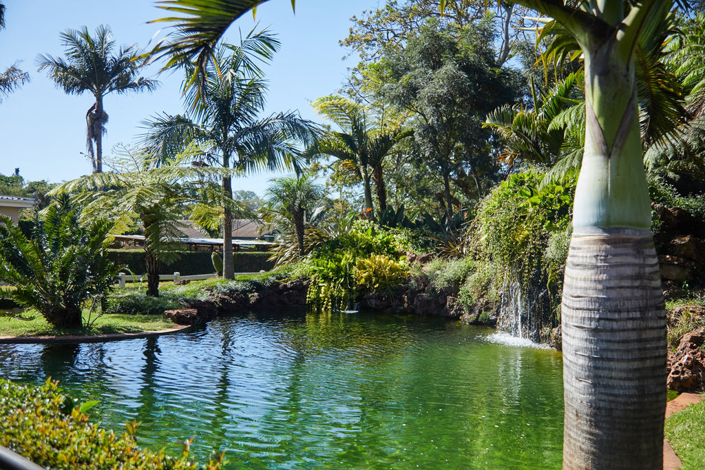 Koi Ponds with waterfall at Birds At Thirty