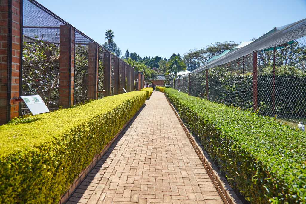 Walk ways between aviaries