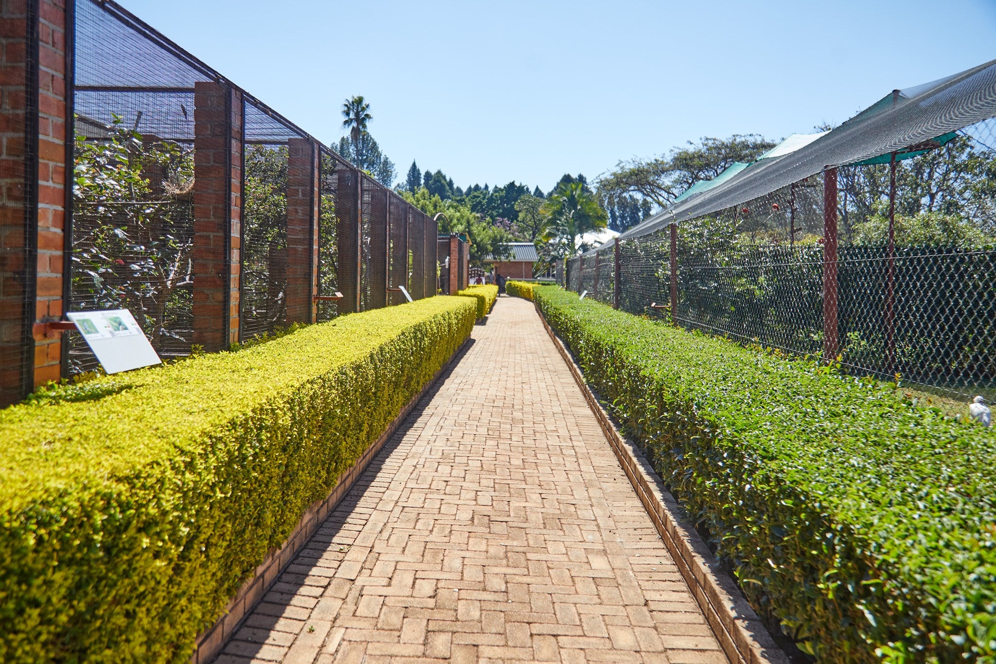 Walk ways between aviaries