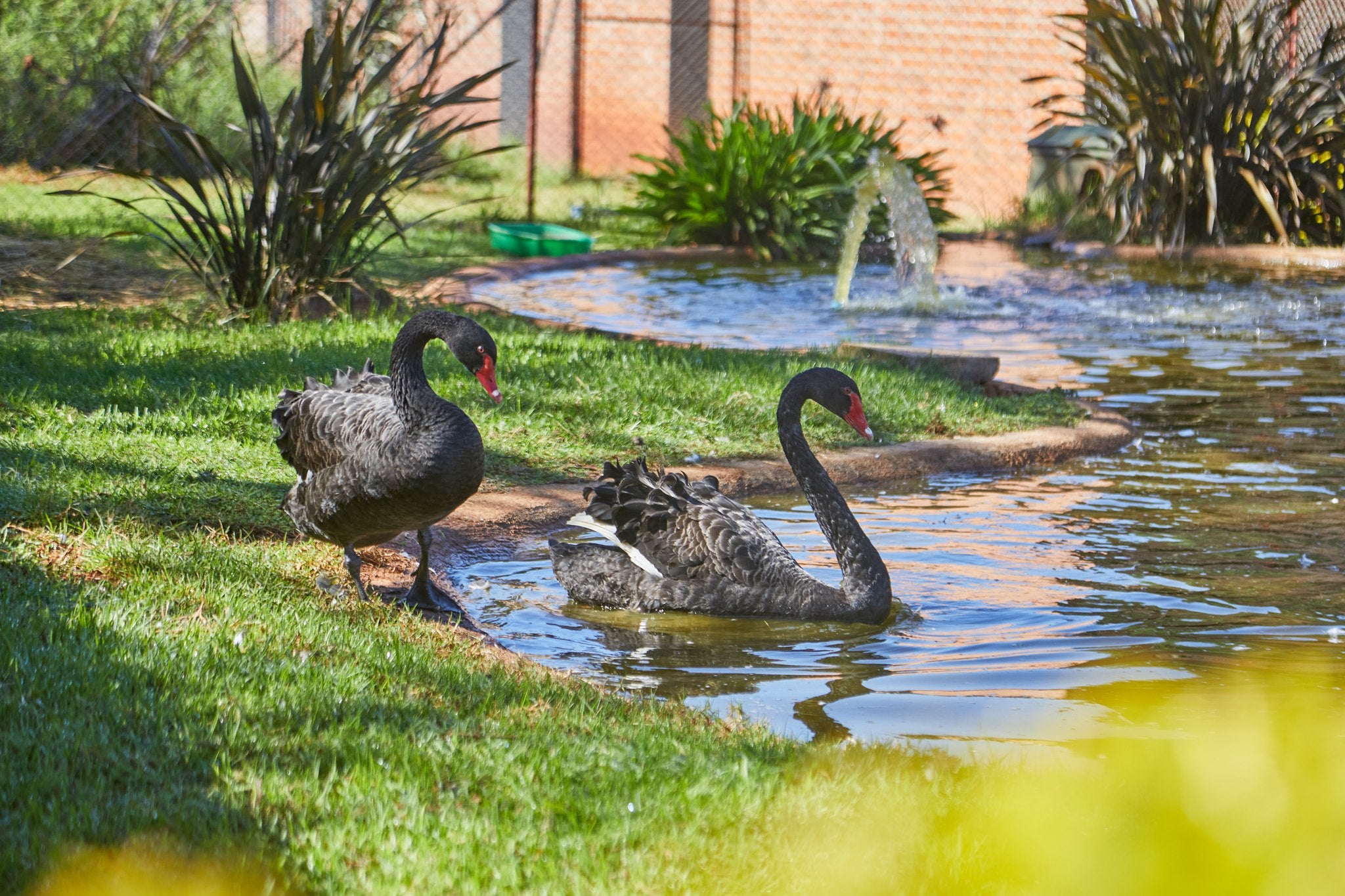 Black Swans