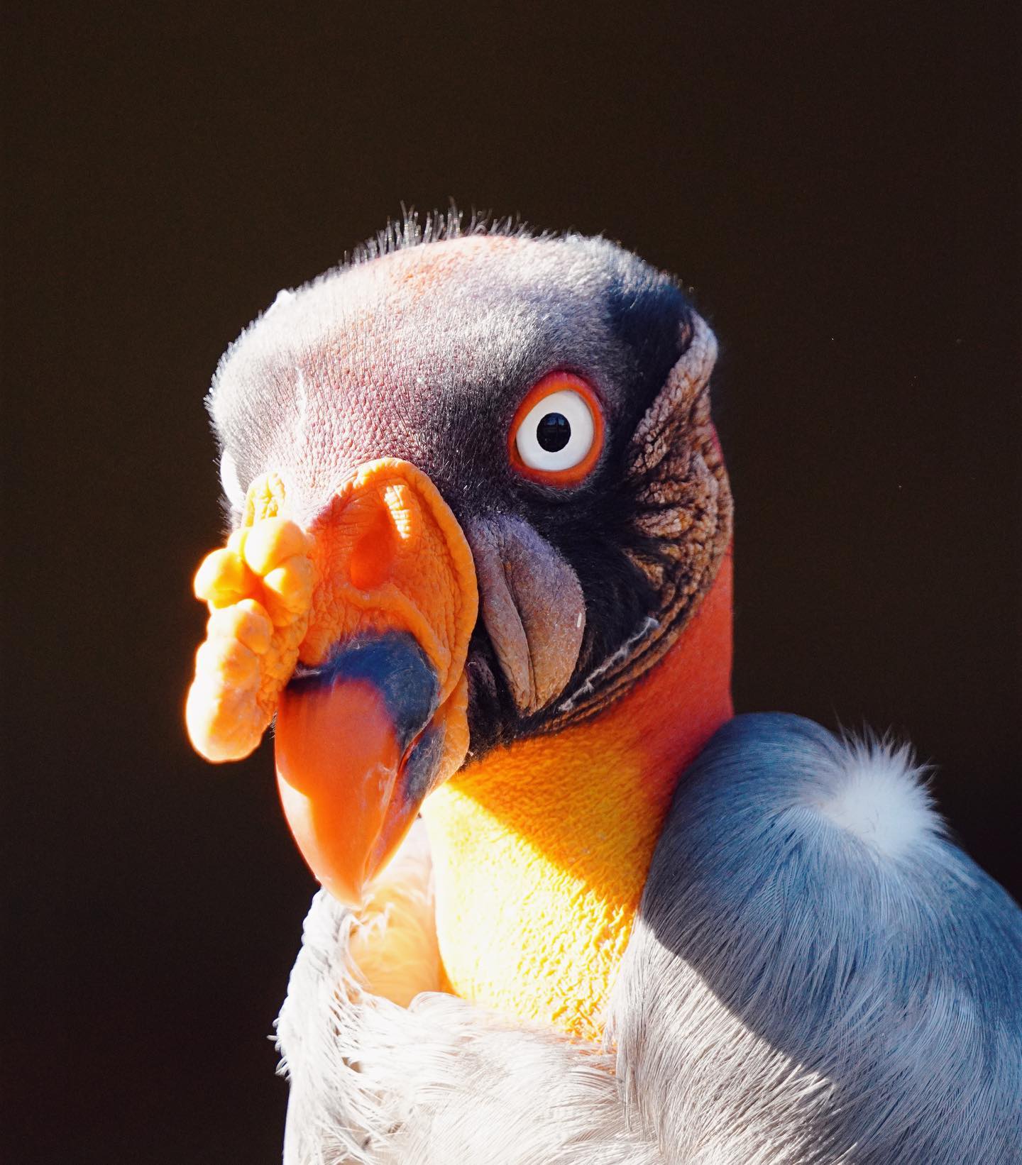 Birds at Thirty
