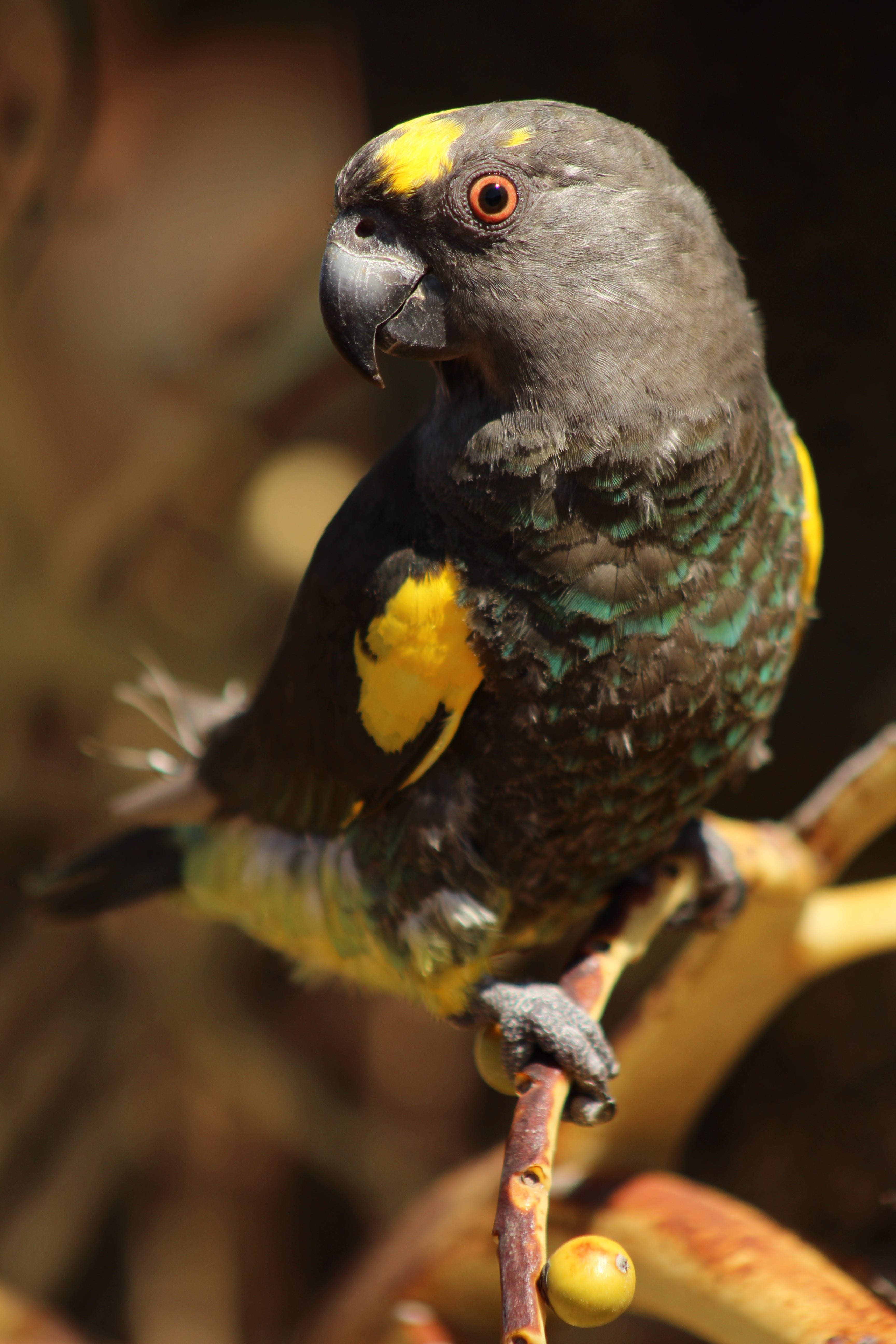 Mayers Parrot