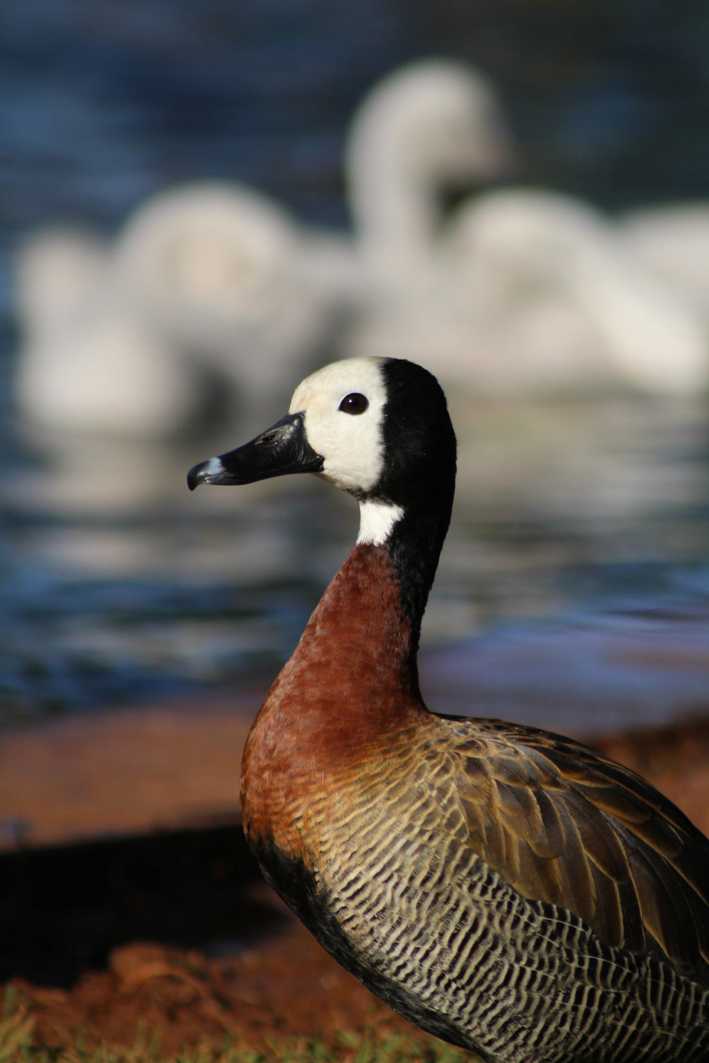 White Faced Duck