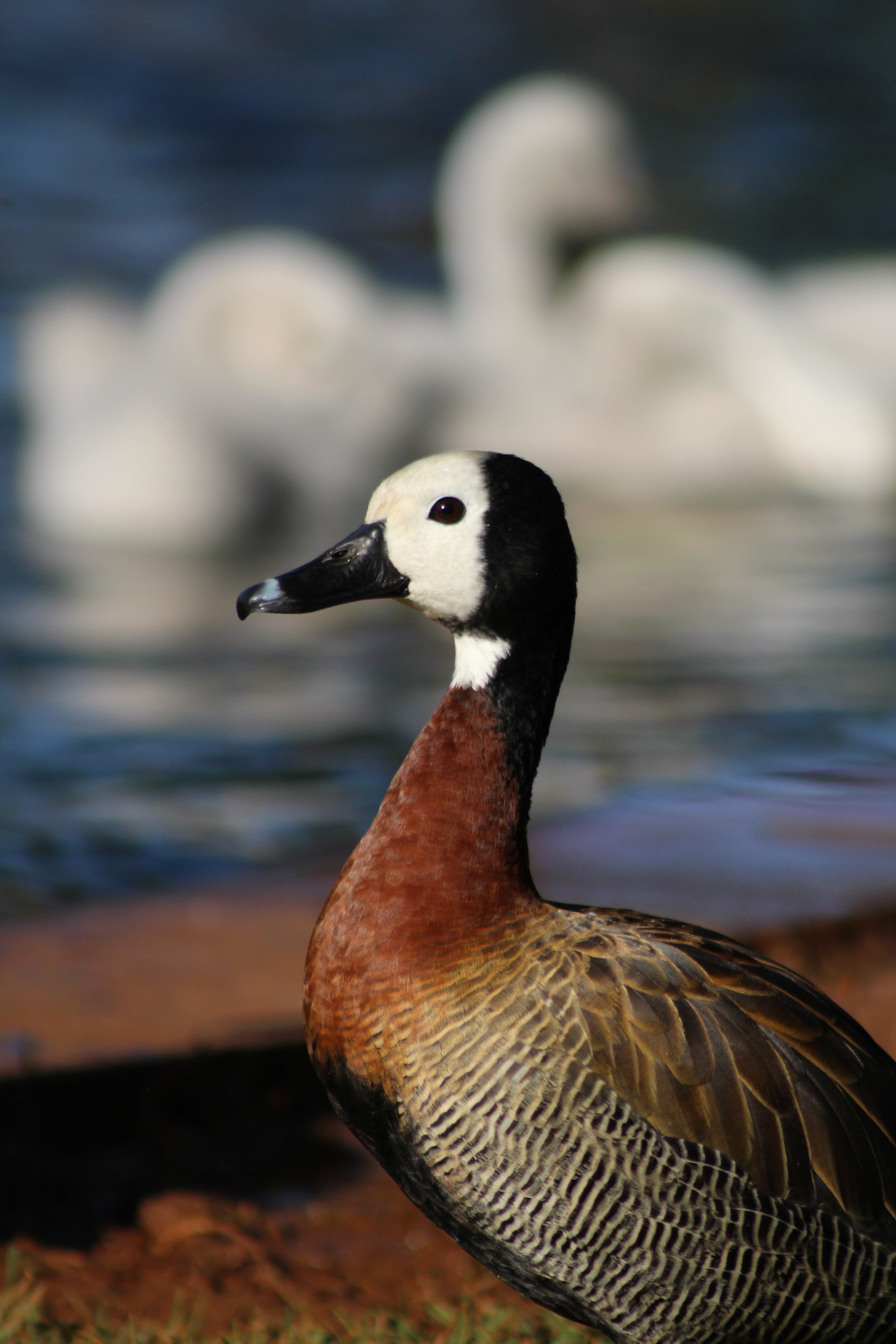 White Faced Duck
