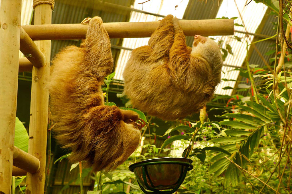 Selvatura Park Sloth Sanctuary Tour