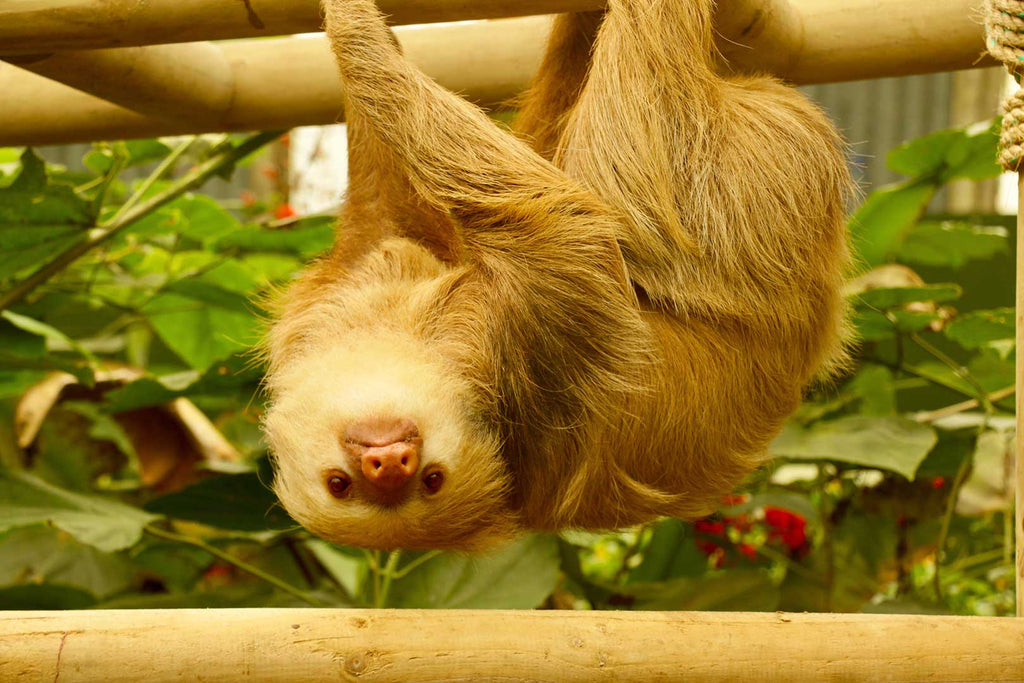 Selvatura Park Sloth Sanctuary Tour