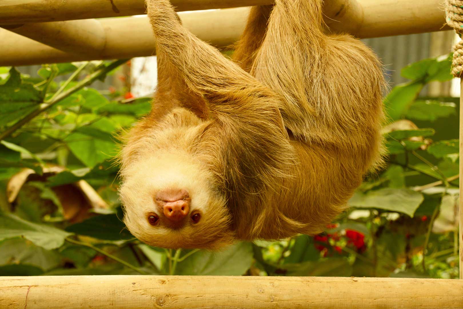 Selvatura Park Sloth Sanctuary Tour