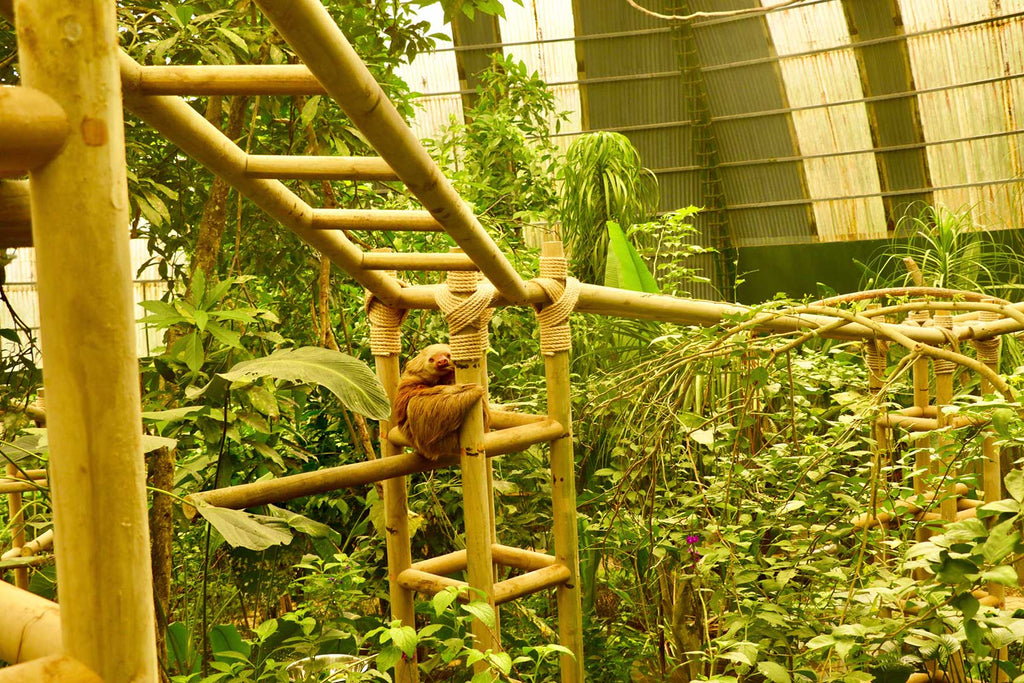 Selvatura Park Sloth Sanctuary Tour
