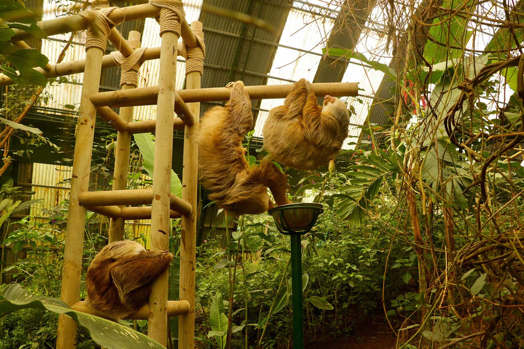 Selvatura Park Sloth Sanctuary Tour