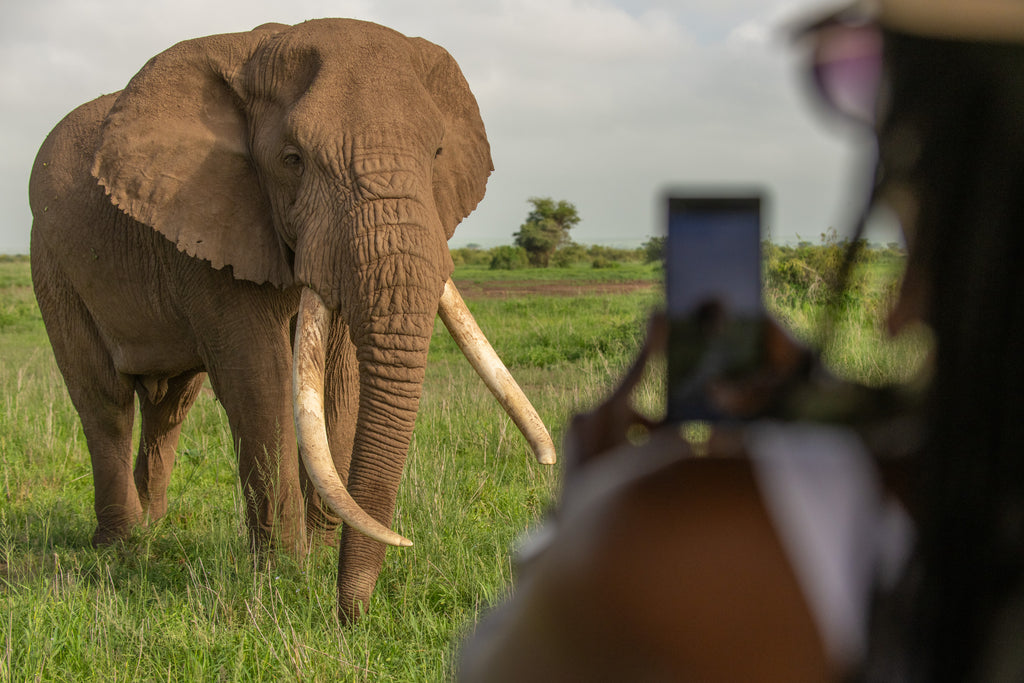Tawi Lodge Game drives