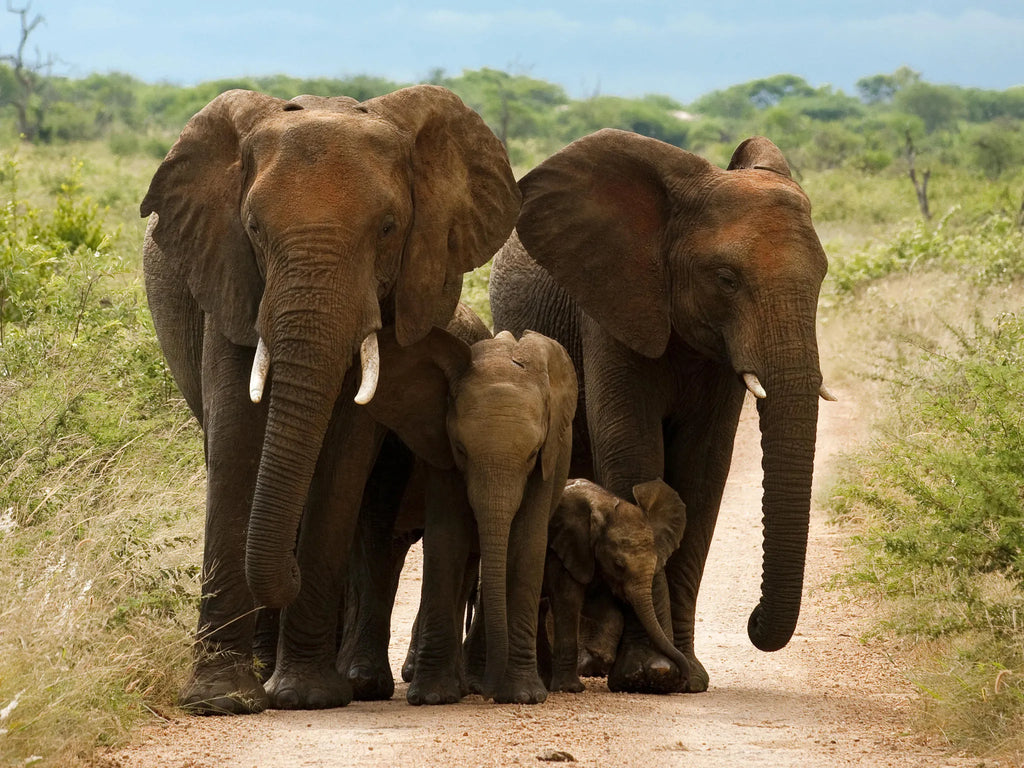 Morukuru Family Madikwe - Elephant family at Morukuru Farm House, Madikwe Game Reserve, South Africa.