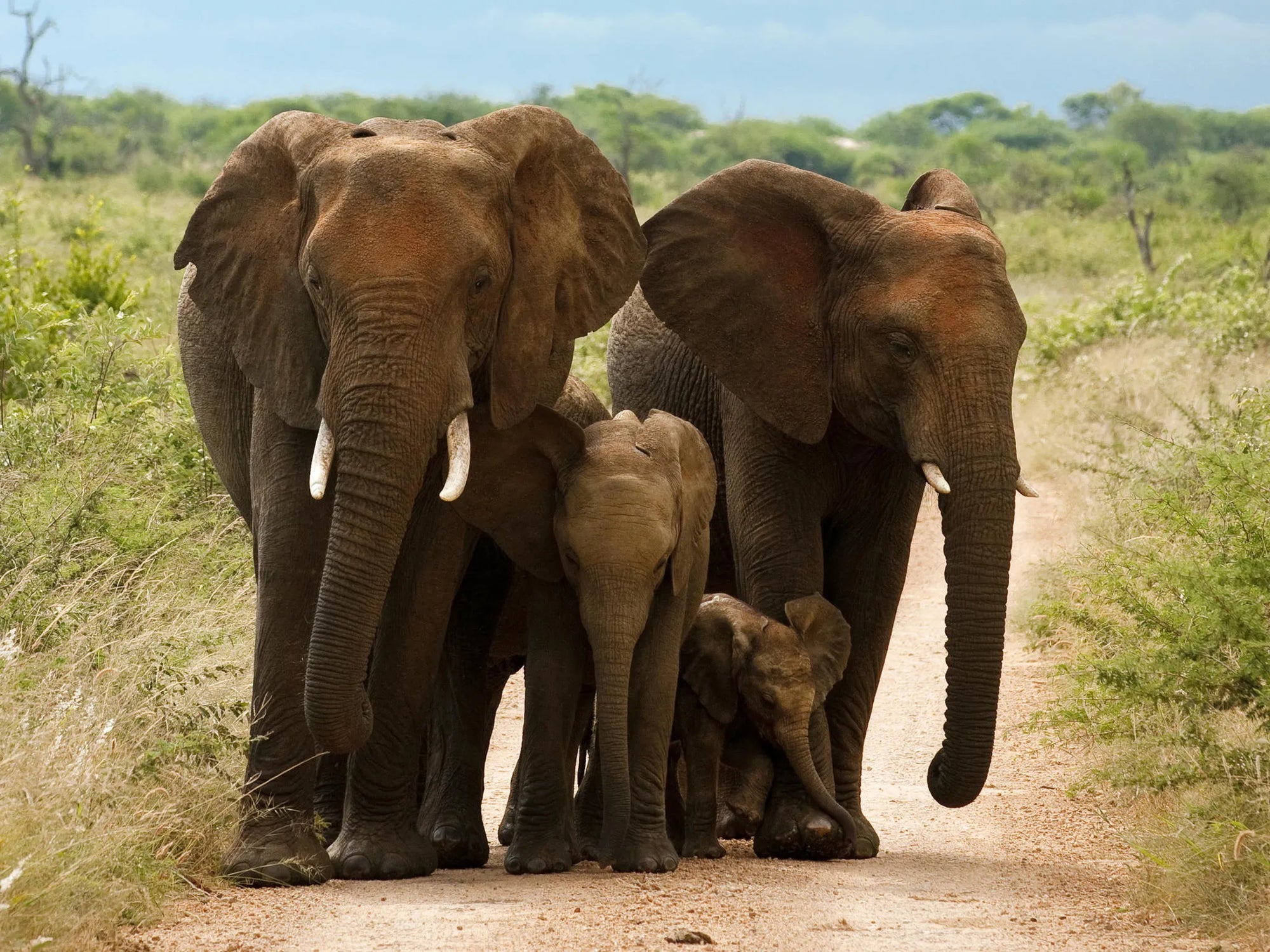 Morukuru Family Madikwe - Elephant family at Morukuru Farm House, Madikwe Game Reserve, South Africa.