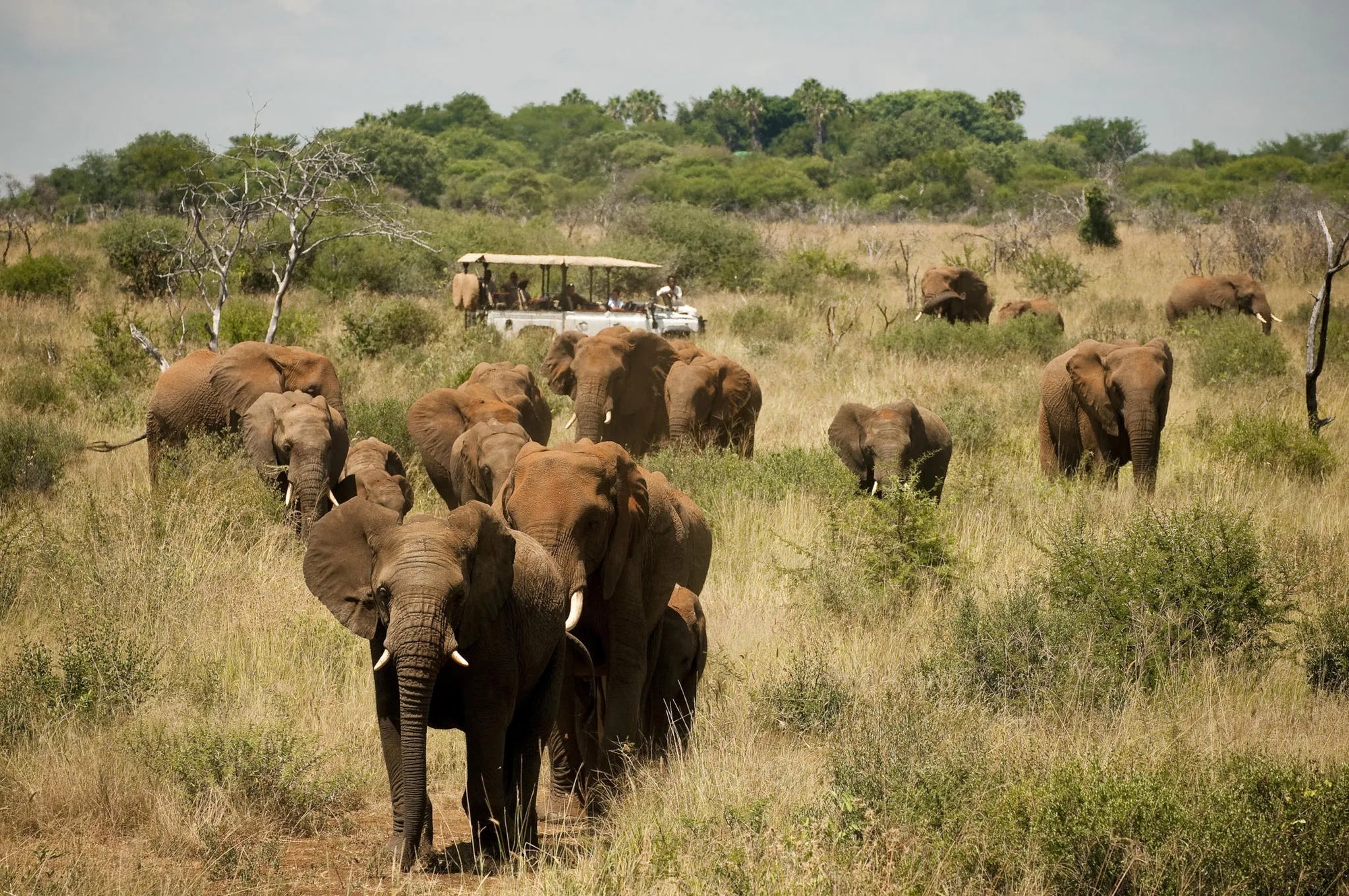 Morukuru Family Madikwe - game drive with elephant herd at Morukuru Farm House, Madikwe Game Reserve, South Africa.