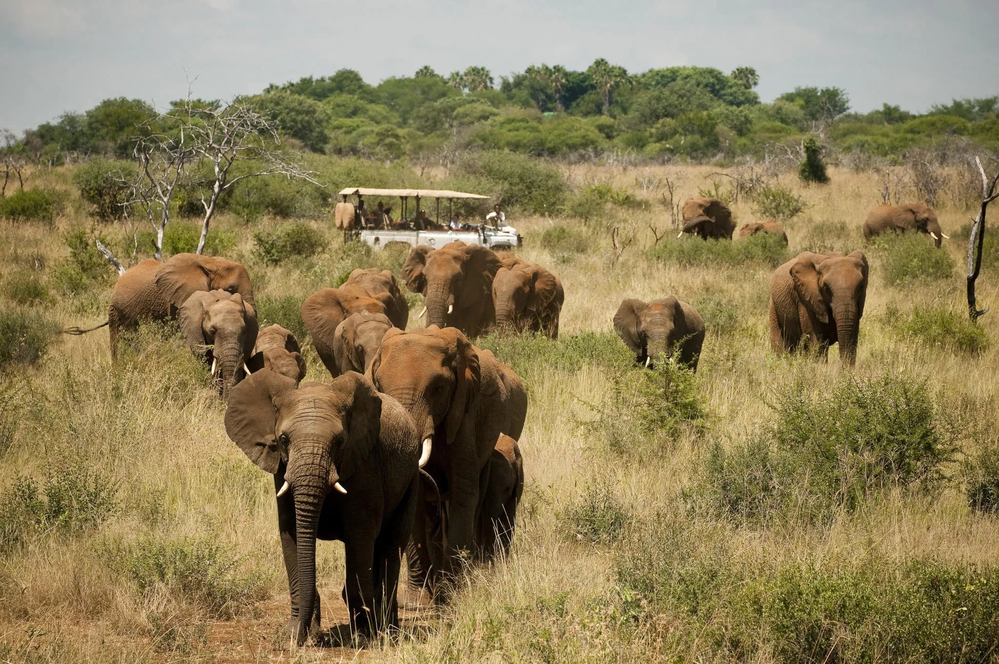 Morukuru Family Madikwe - game drive with elephant herd at Morukuru Farm House, Madikwe Game Reserve, South Africa.