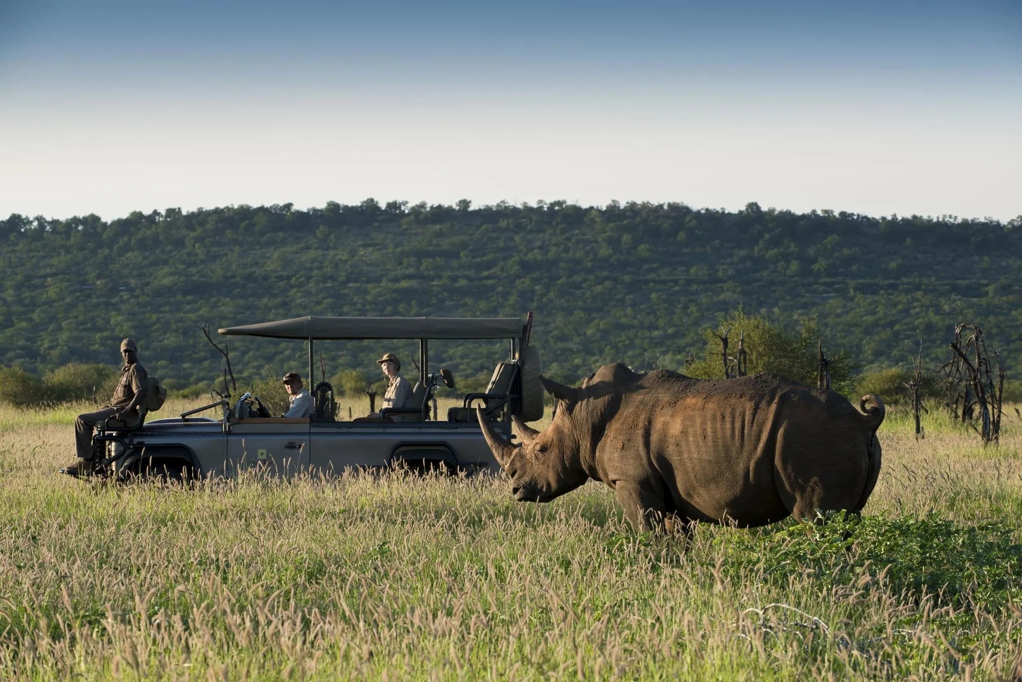 Morukuru Family Madikwe - game drive with rhino at Morukuru Farm House, Madikwe Game Reserve, South Africa.