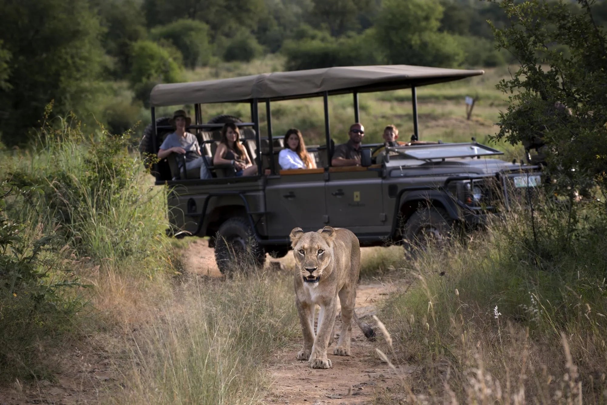 Morukuru Family Madikwe - game drive with lioness at Morukuru Farm House, Madikwe Game Reserve, South Africa.
