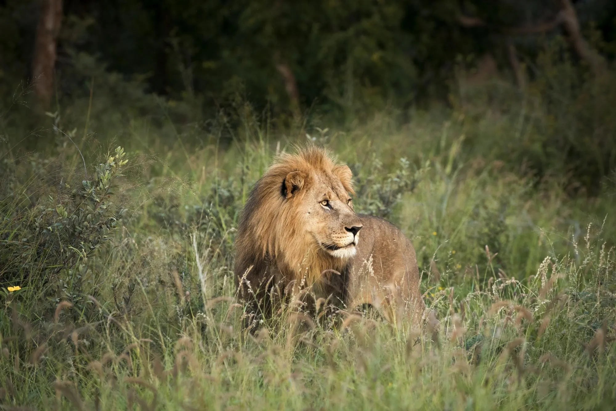 Morukuru Family Madikwe at Morukuru Farm House, Madikwe Game Reserve, South Africa.