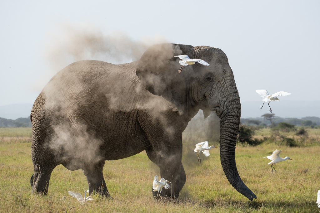 Angama Amboseli Elephant