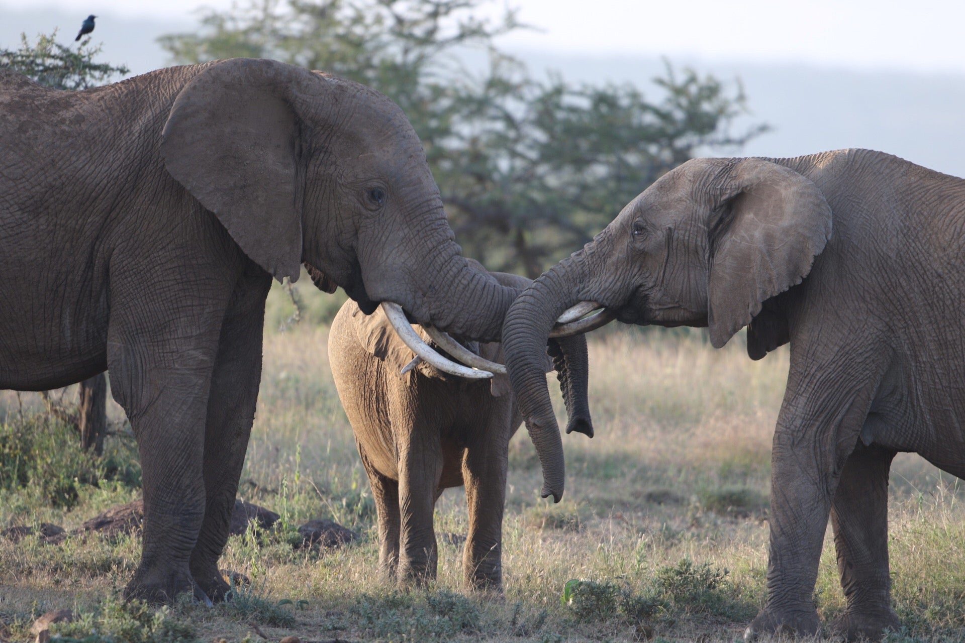 Elephants bonding