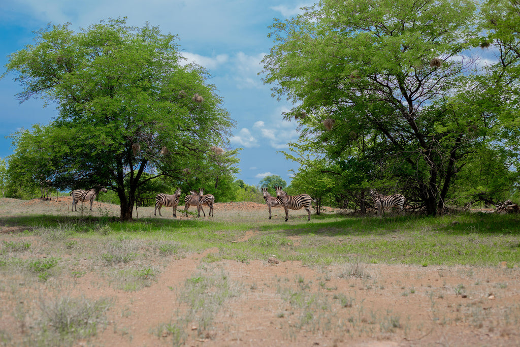 Animals at Entrance to Lodge