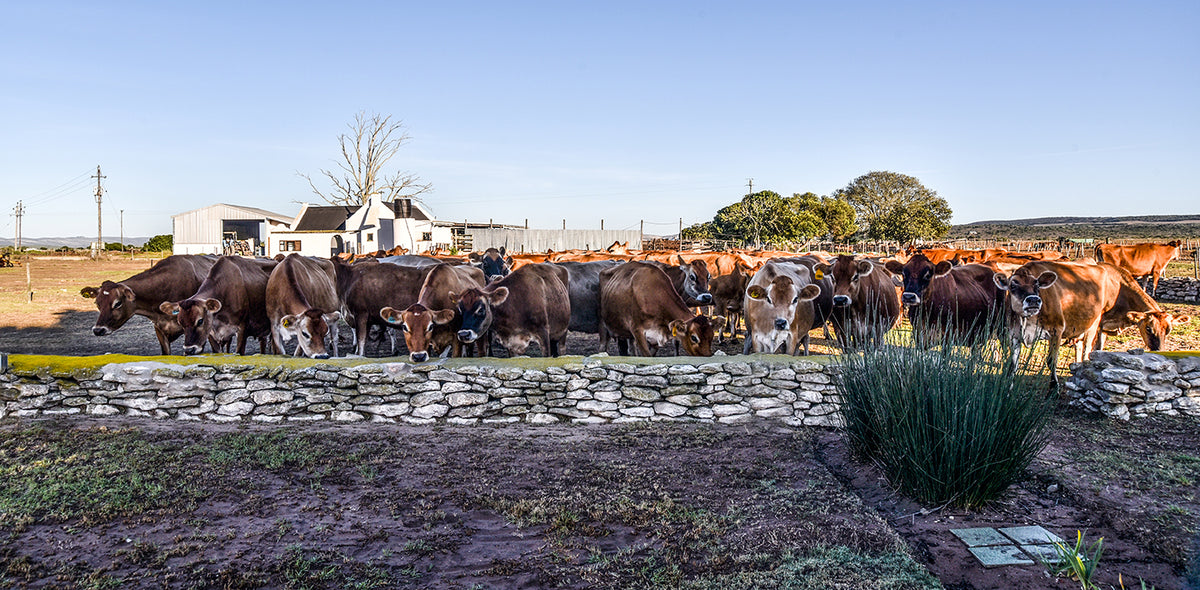 A Farm Story Country House