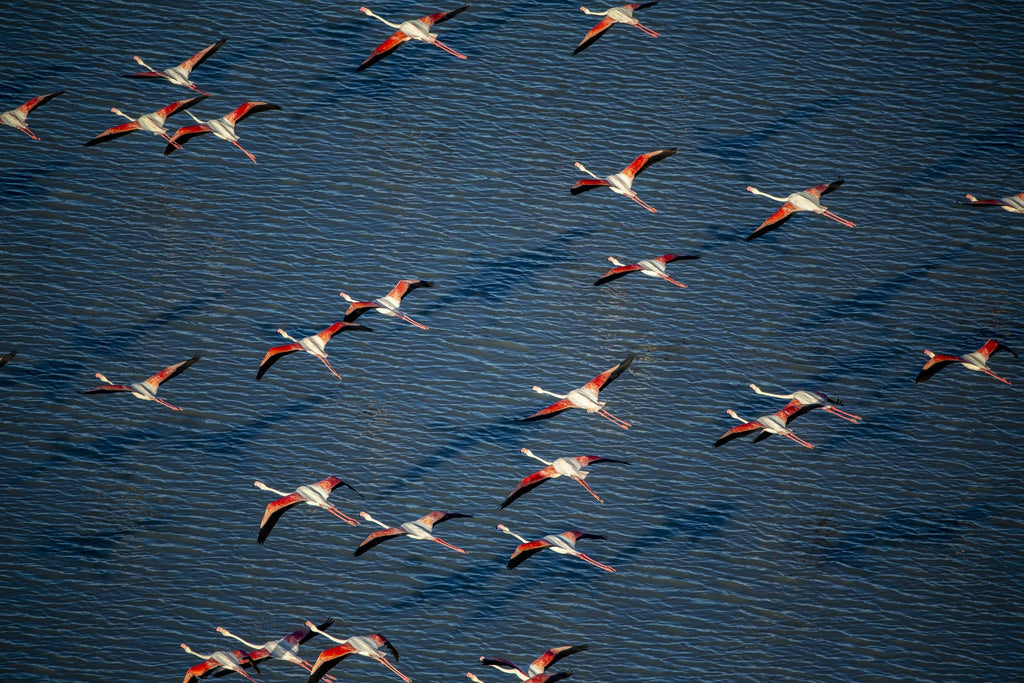 Flamingo Migration  gallery image 3