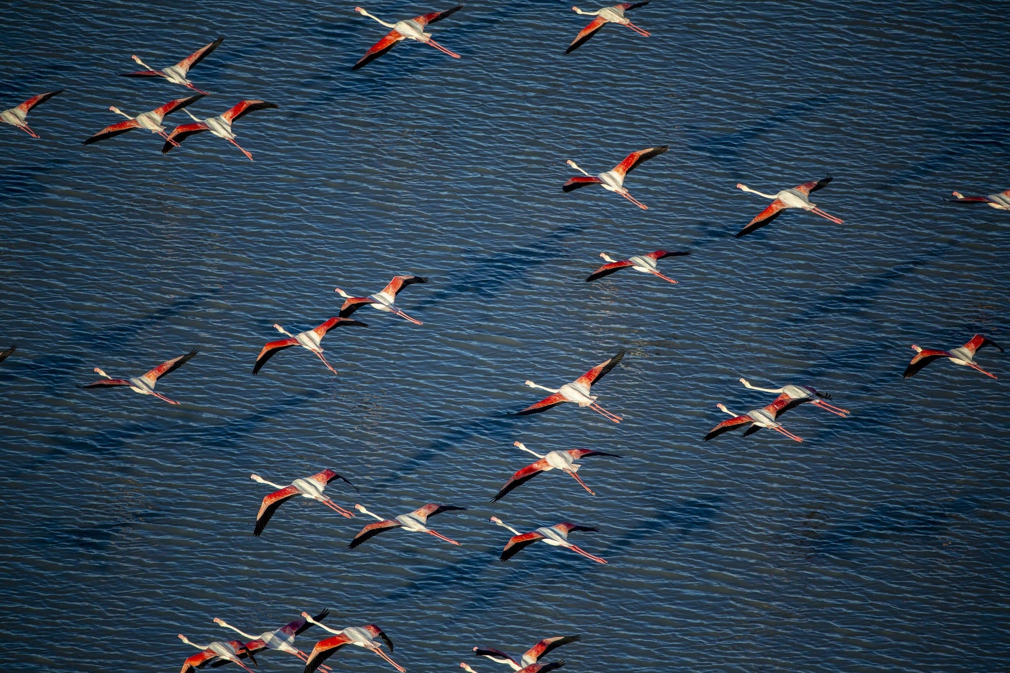 Flamingo Migration  gallery image 3