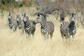 Buffalo Game Park gallery image 1