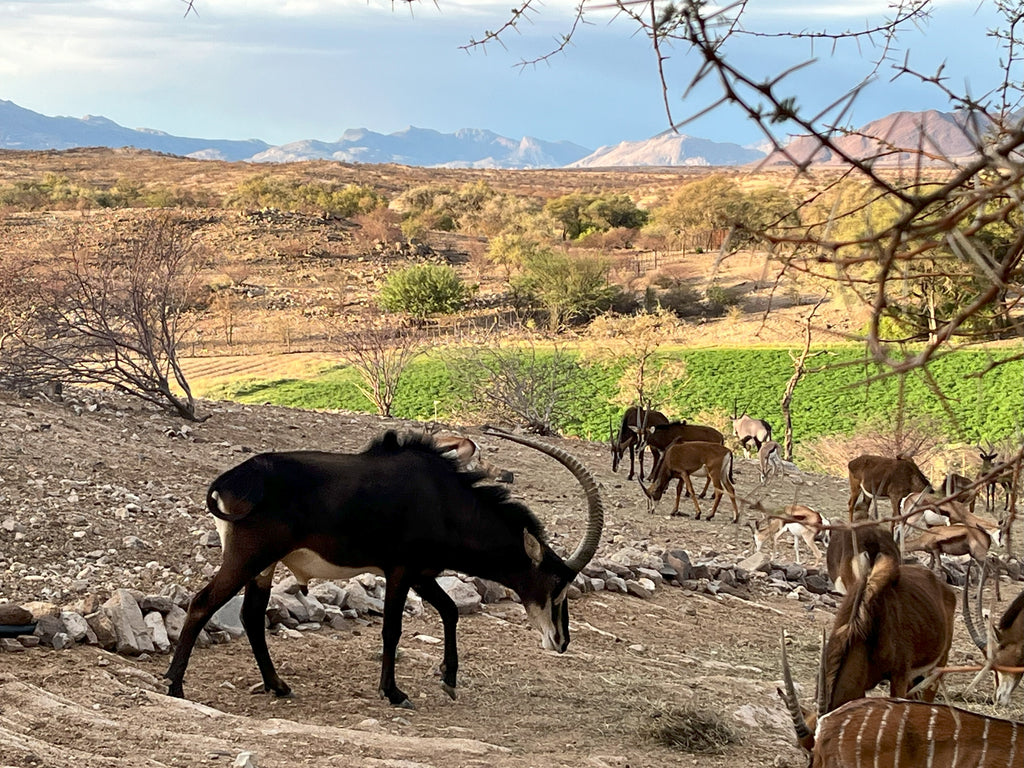 Wildlife viewing from the Lapa