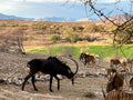 Wildlife viewing from the Lapa