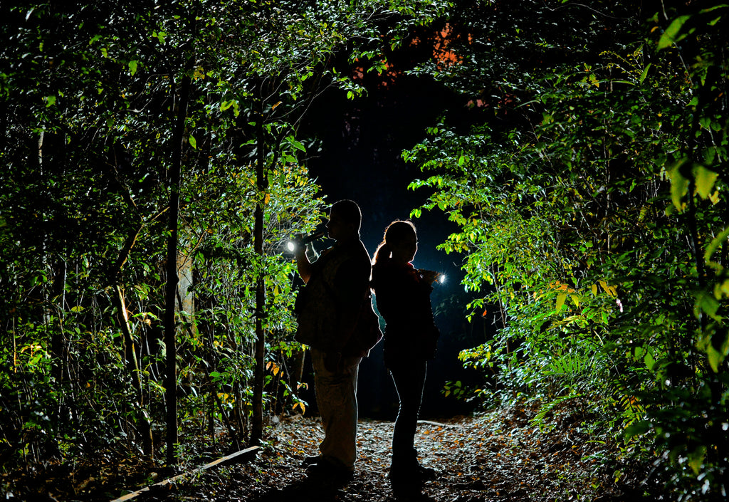 Night Tour
