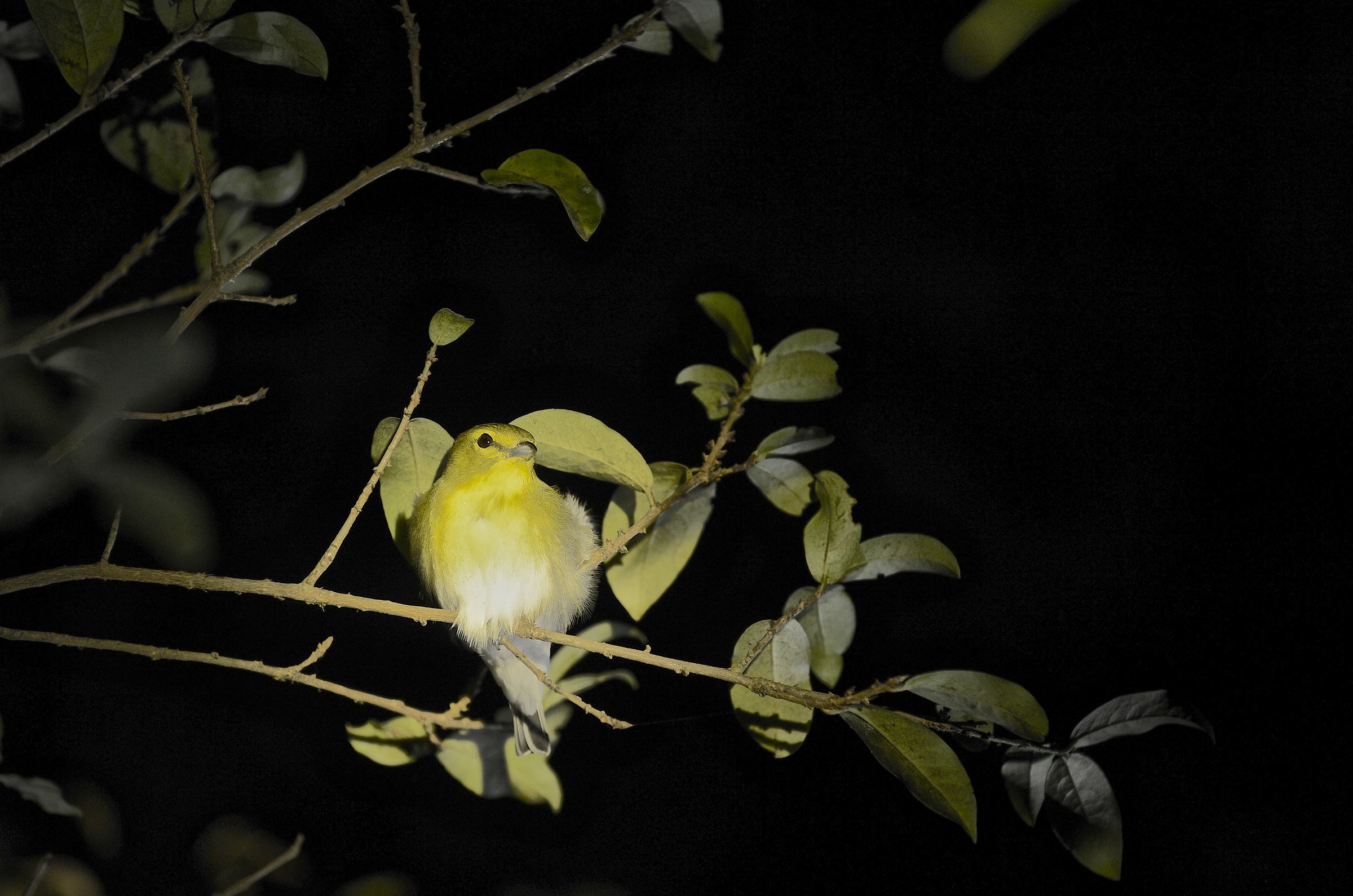 Ocotea Nocturnal Forest Hike