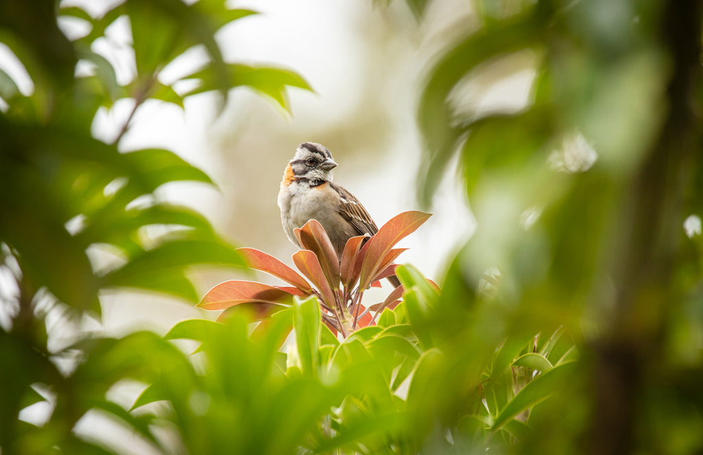 Birdwatching Tour