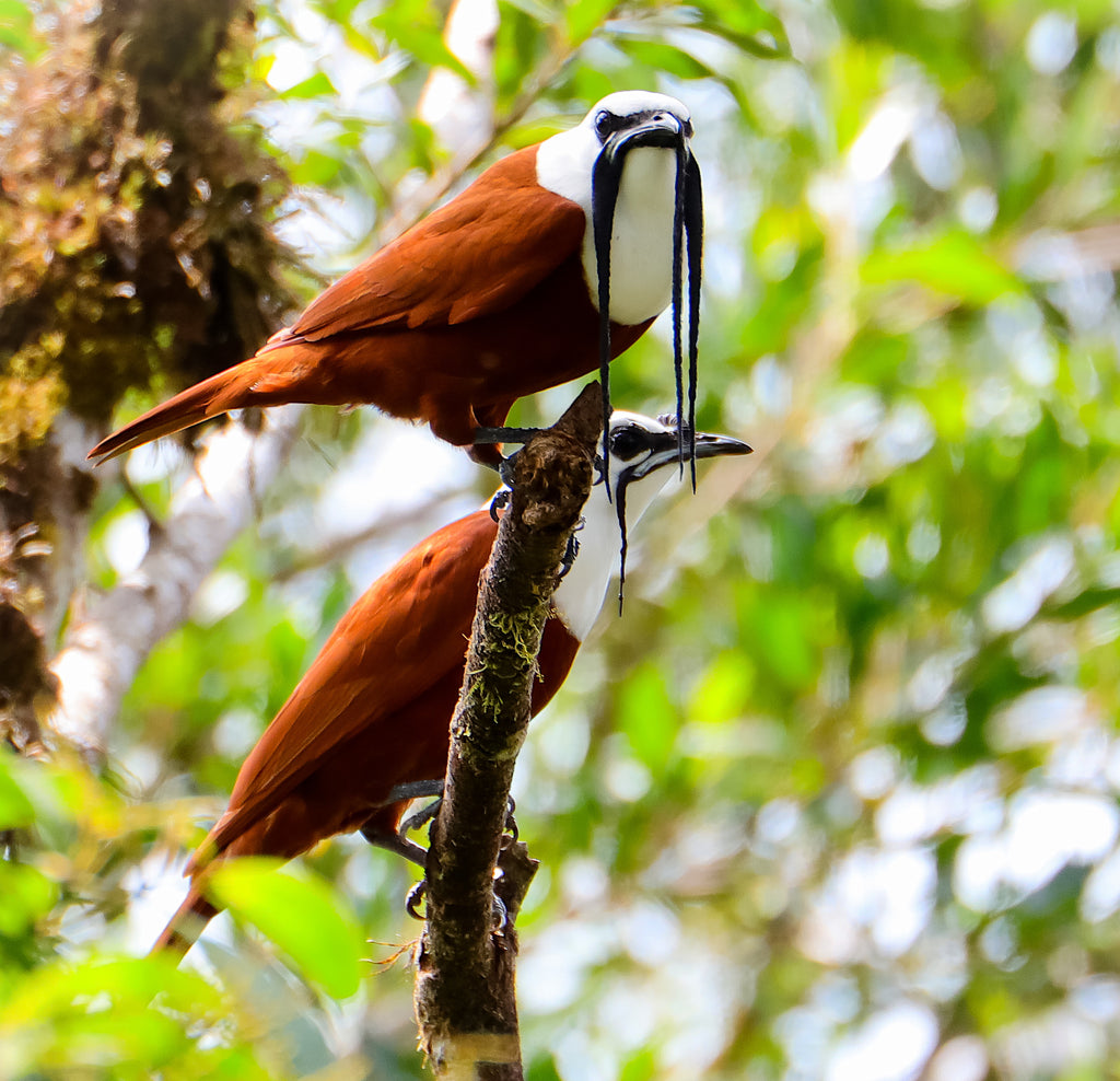 Birdwatching Tour