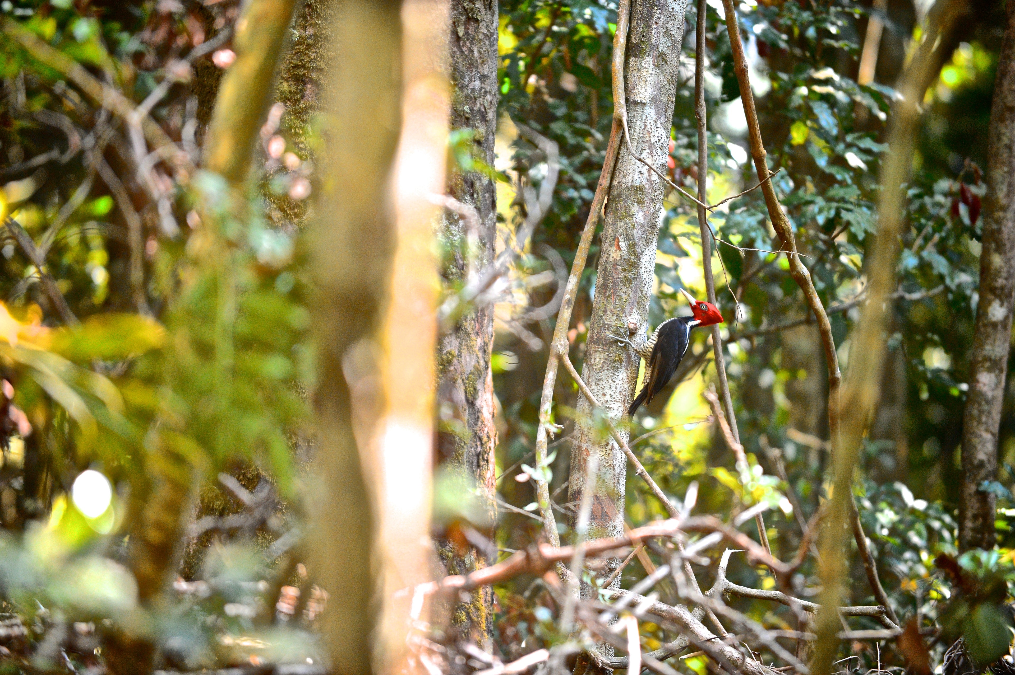 Birdwatching Tour