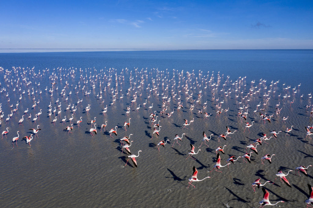 Flamingo Migration  gallery image 4