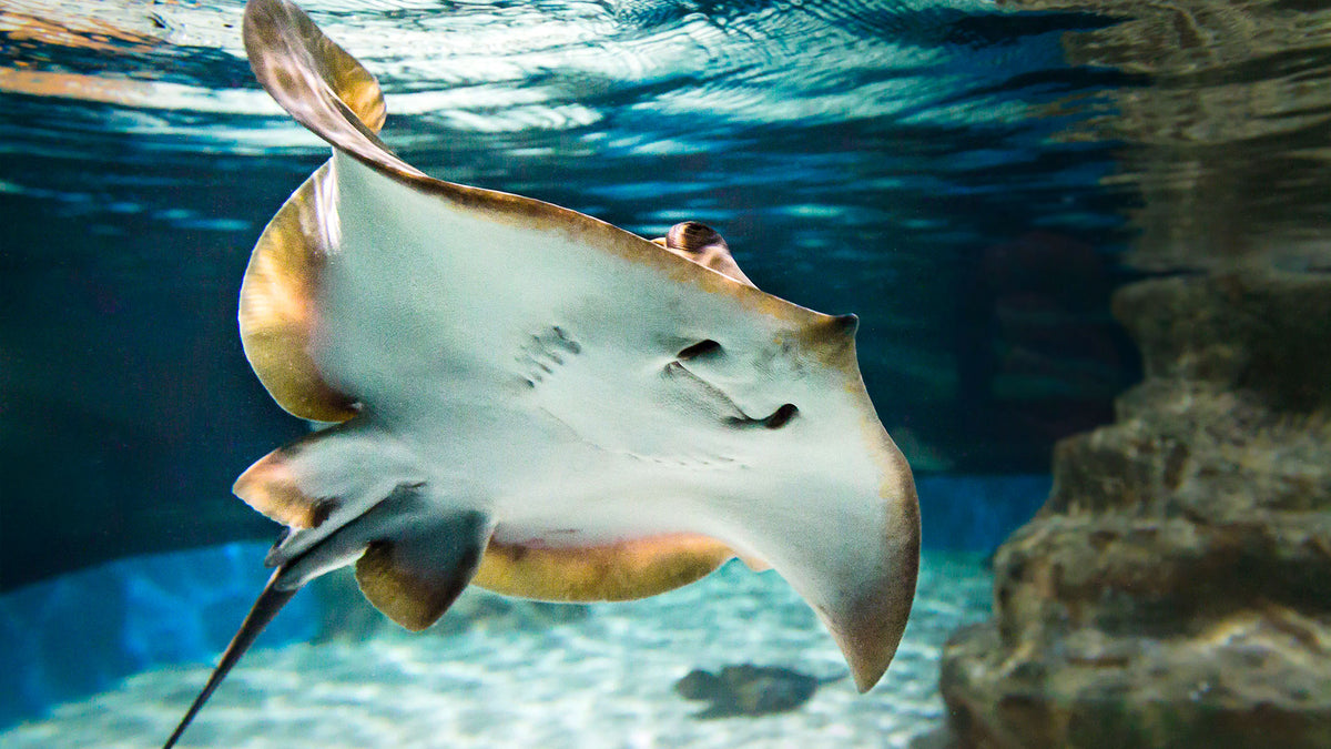 Aquarium Costa de Almería