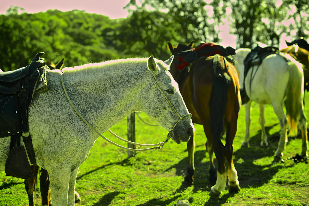 Horseback Riding