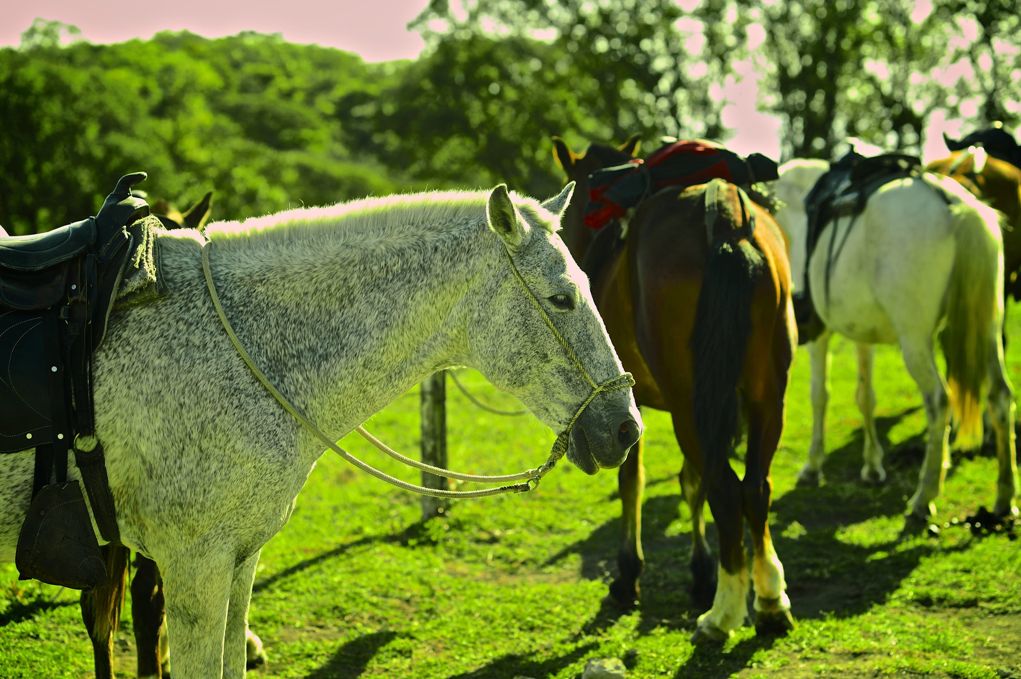 Horseback Riding