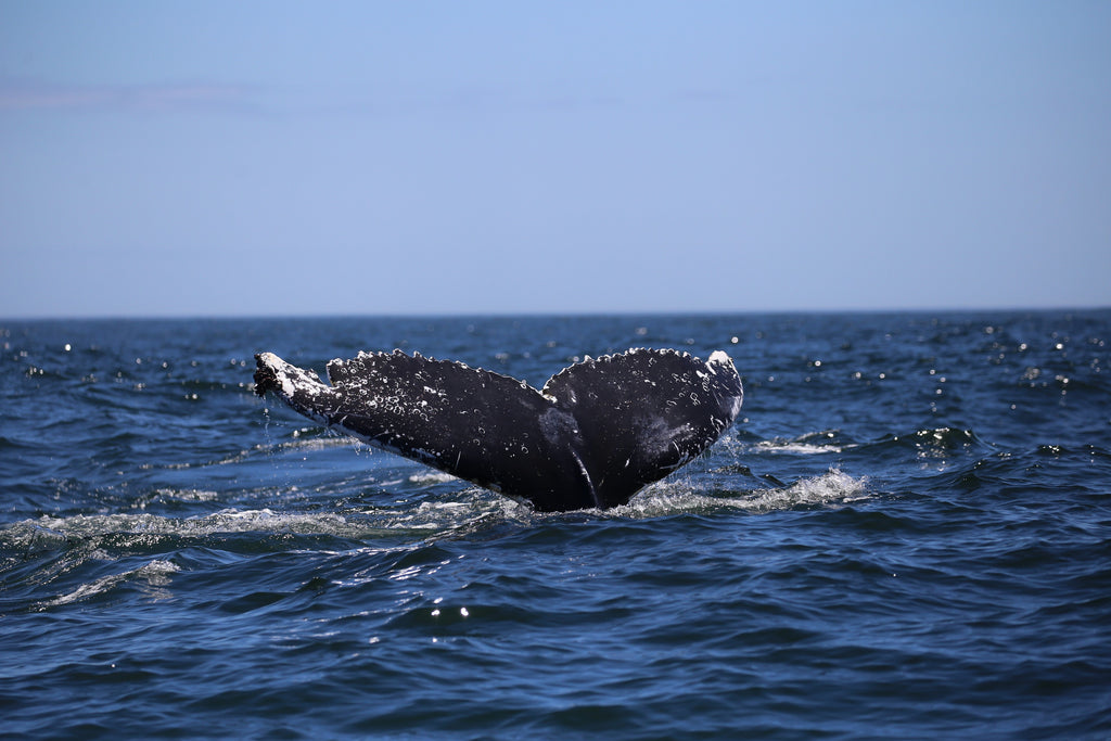 Humpback Whale